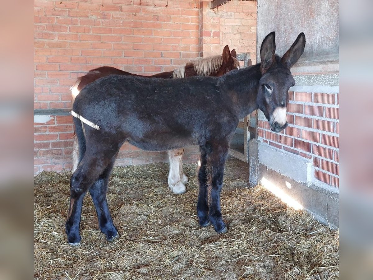Donkey Mare 1 year 13,1 hh Black in BERGA, BARCELONA