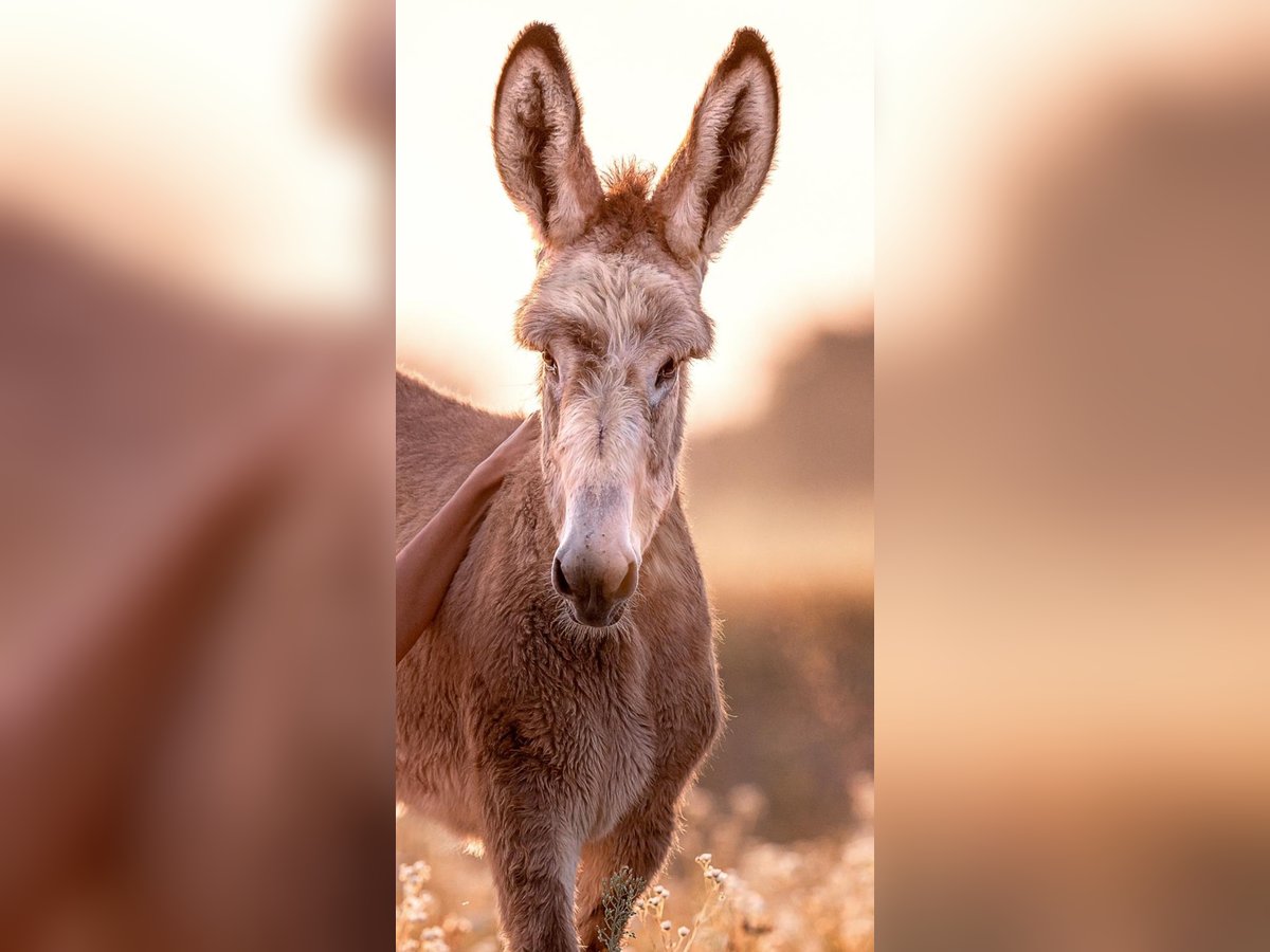 Donkey Mare 1 year 14,2 hh Gray in Wörthsee Donkey Mare 1 year 14,2 hh Gray in Wörthsee