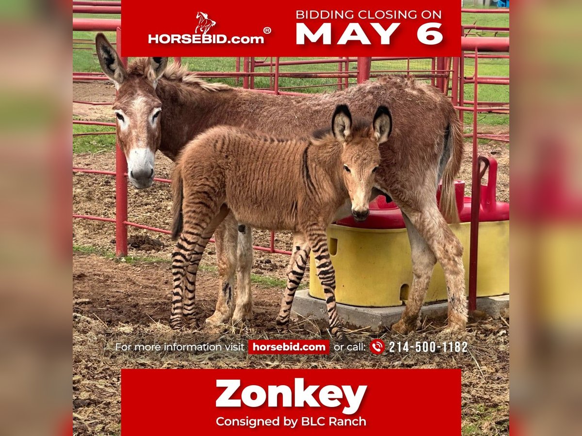 Donkey Mix Mare 1 year in Grand Saline