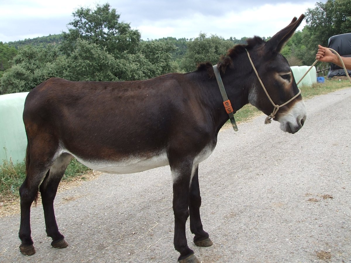 Donkey Mare 20 years 13,1 hh Black in BERGA, BARCELONA