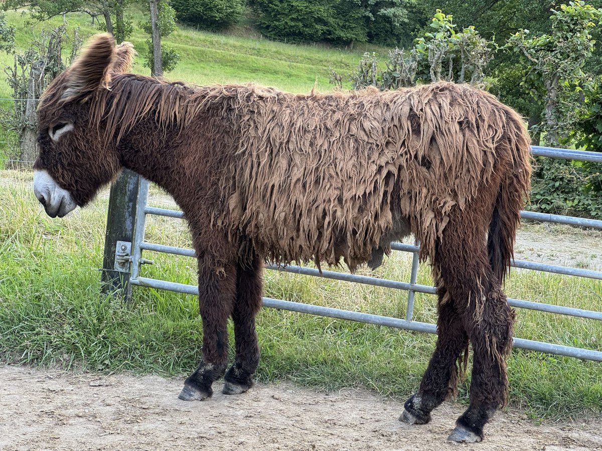 Donkey Mare 2 years 13,2 hh Brown in Bornich