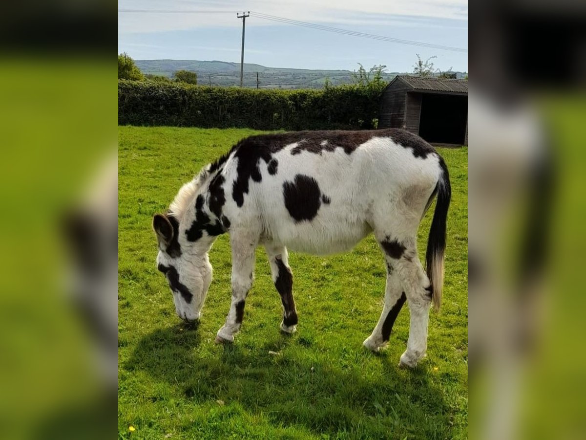 Donkey Mare 2 years 14 hh Tobiano-all-colors in Shrewsbury