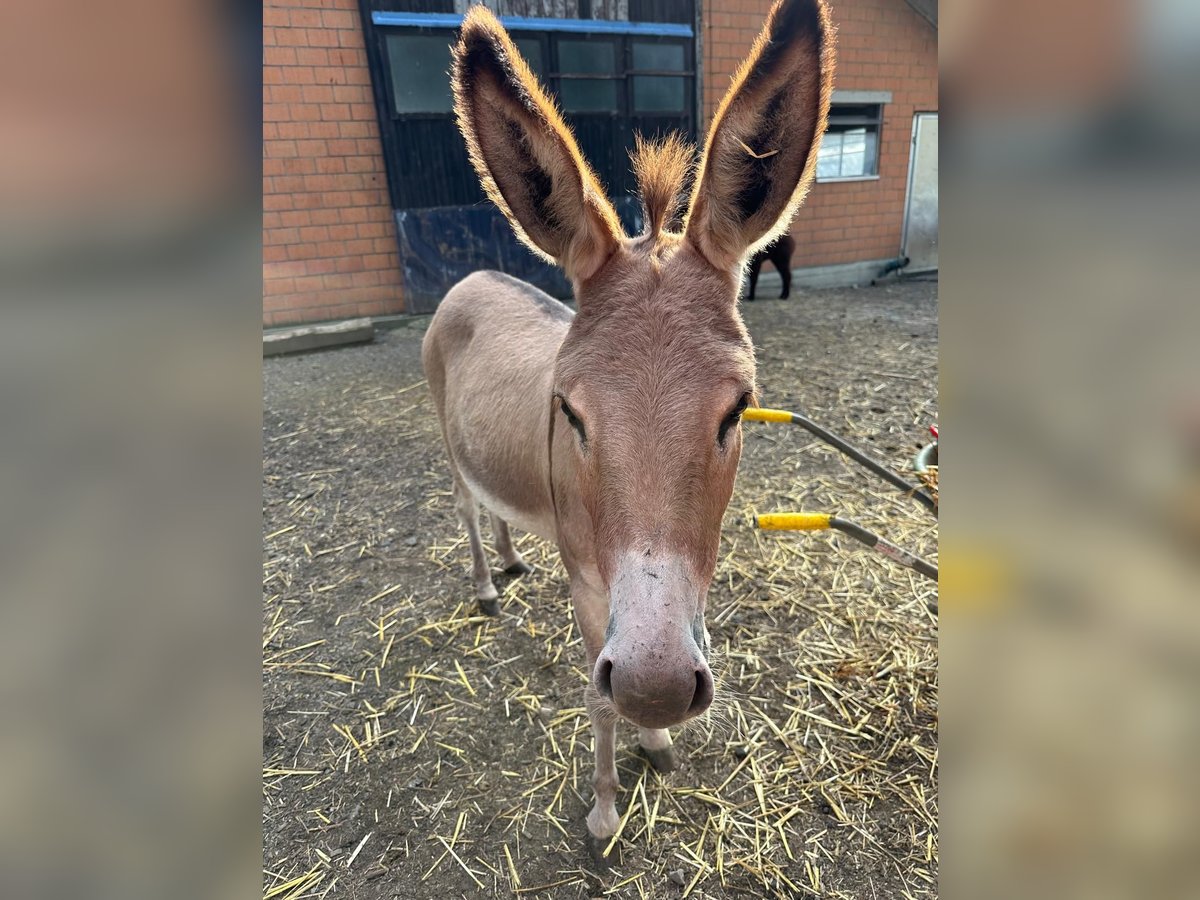 Donkey Mare 2 years 9,2 hh in Diepoldsau