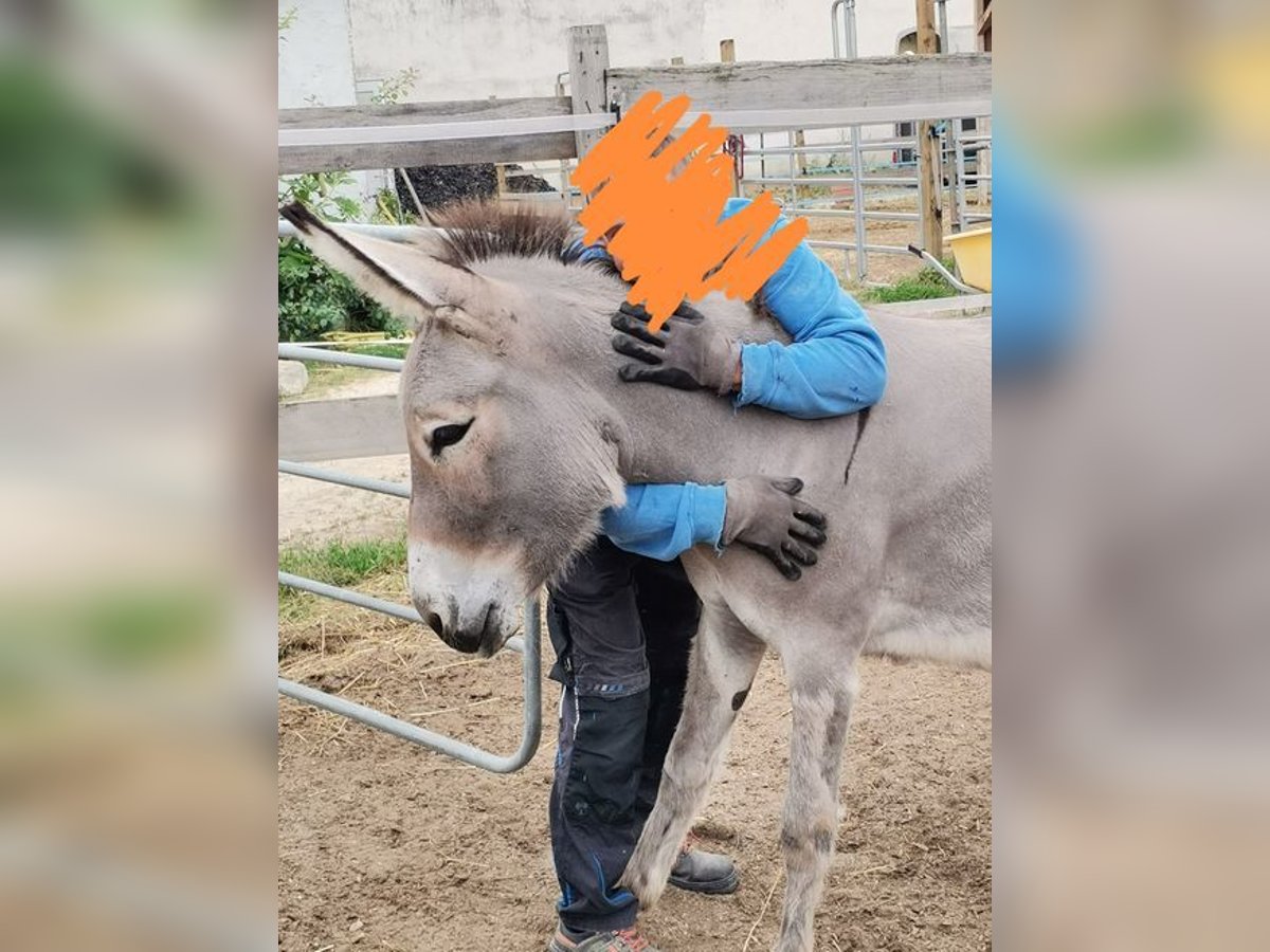 Donkey Mare 3 years in Rabensburg