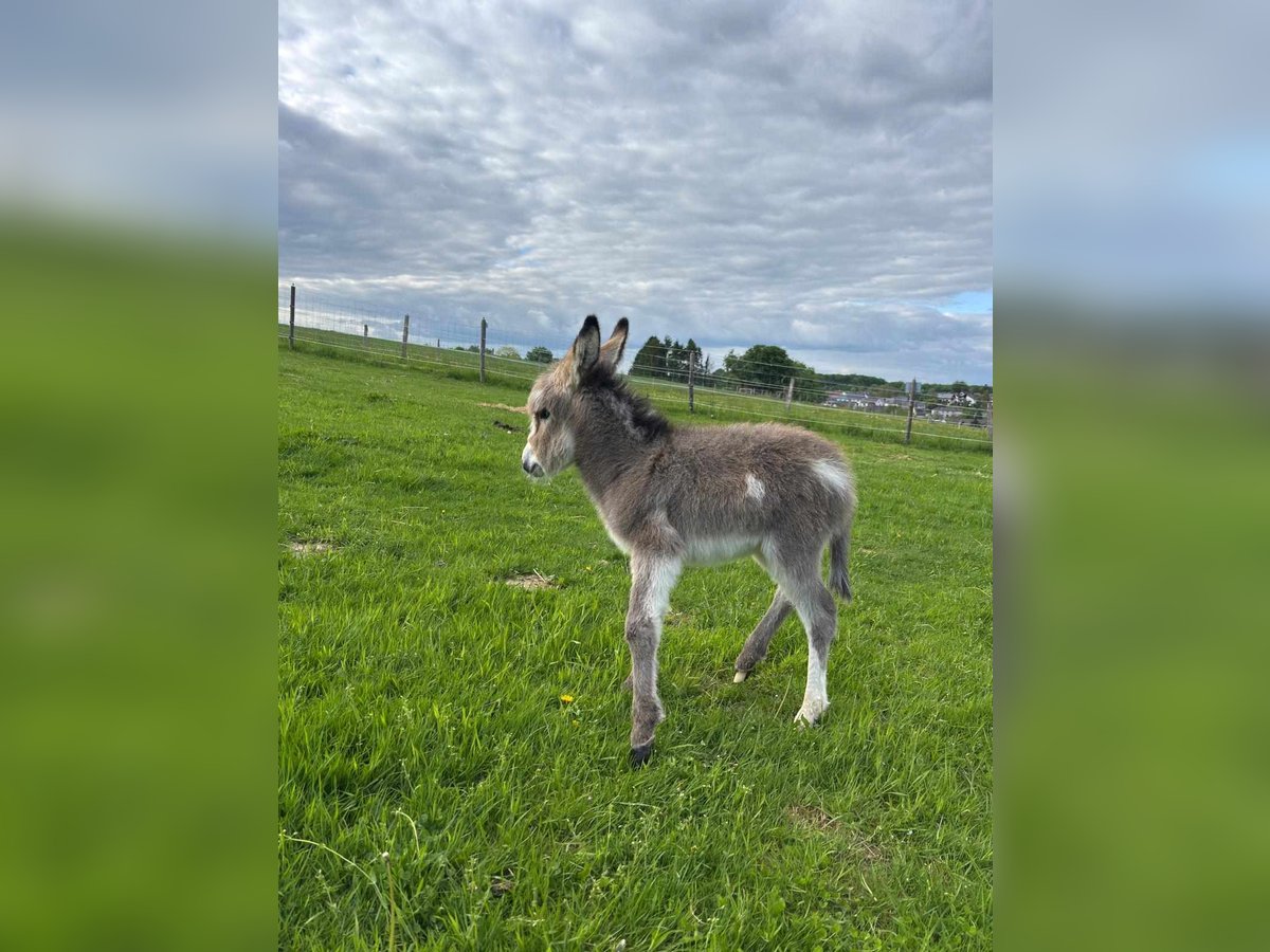 Donkey Mare 5 years 10,2 hh Grullo in Linkenbach