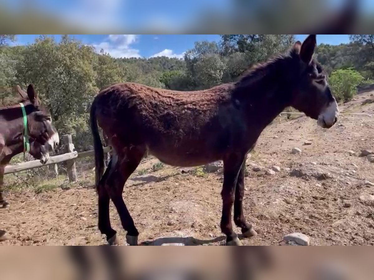 Donkey Mare 5 years 14 hh Black in BERGA, BARCELONA