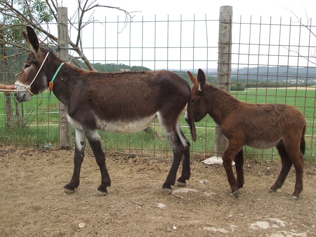 Donkey Mare 9 years 13,3 hh Black in BERGA, BARCELONA