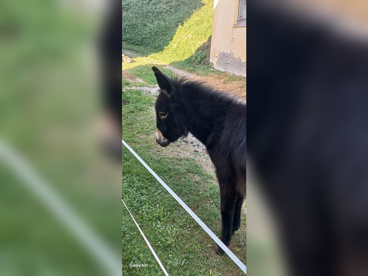 Donkey Mare Foal (01/2024) 11,2 hh Black in Weißkirchen in Steiermark