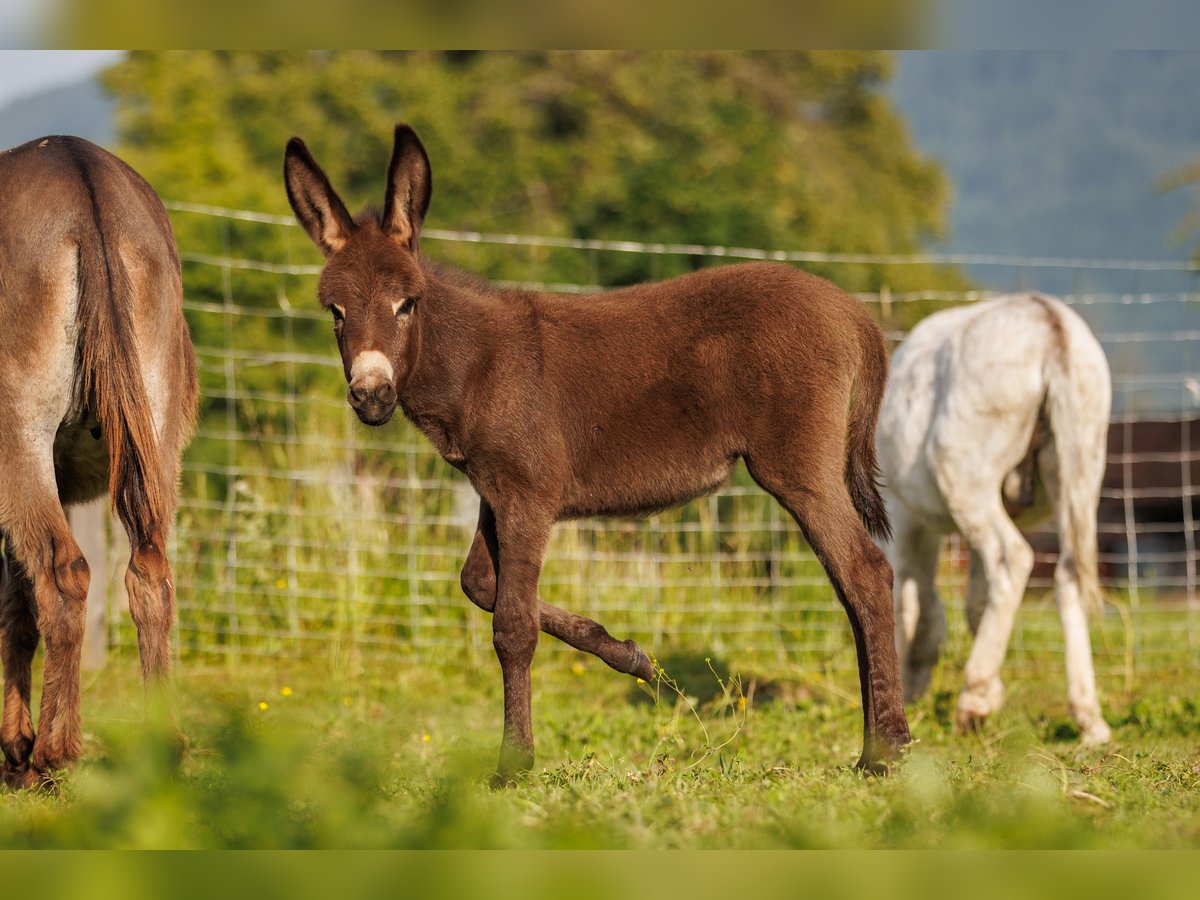 Donkey Mare Foal (05/2025) 7,3 hh Brown in &#xDC;bersee