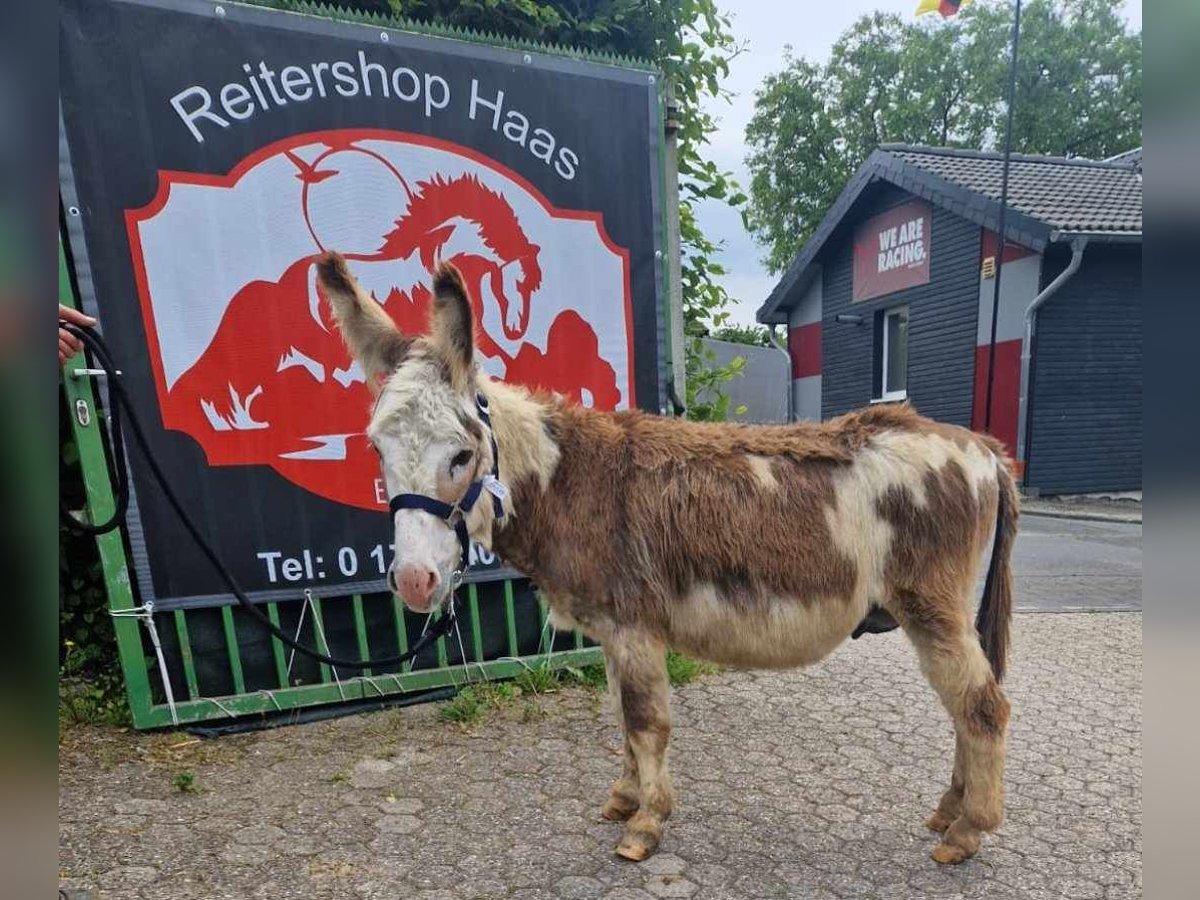 Donkey Stallion 11 years 9,2 hh Pinto in Linkenbach