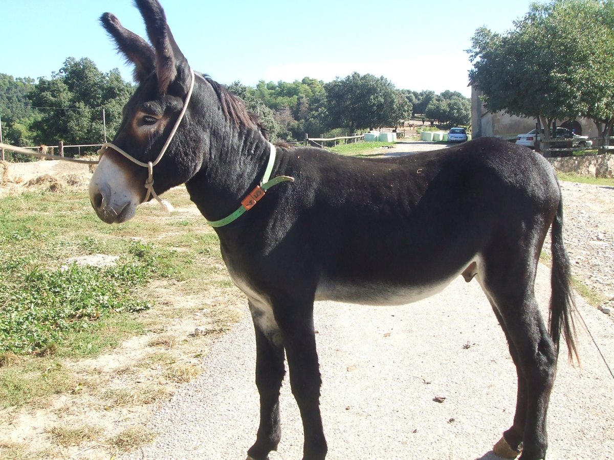 Donkey Stallion 12 years 13,2 hh Black in BERGA, BARCELONA