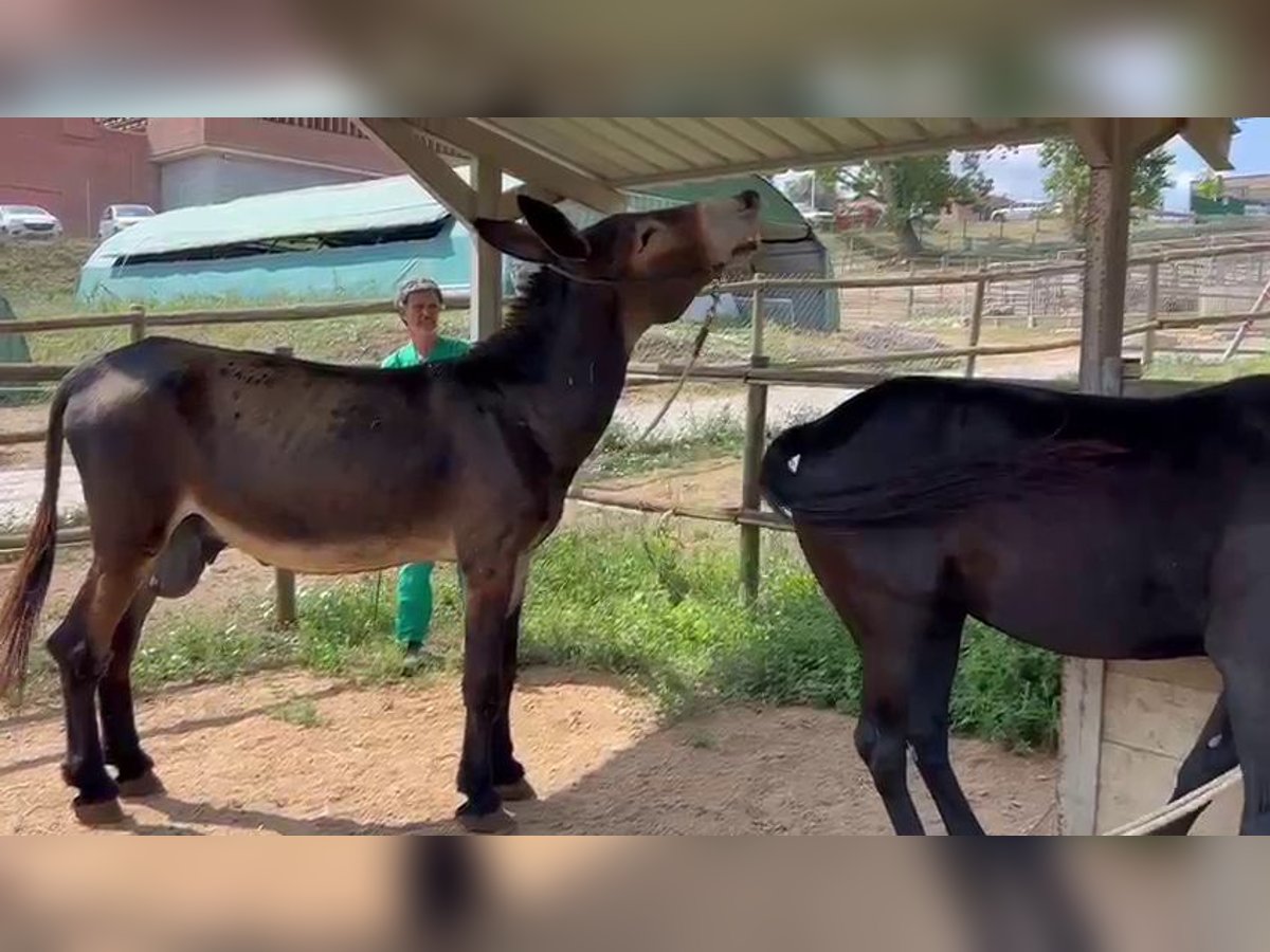 Donkey Stallion 12 years 15,1 hh Black in BERGA, BARCELONA