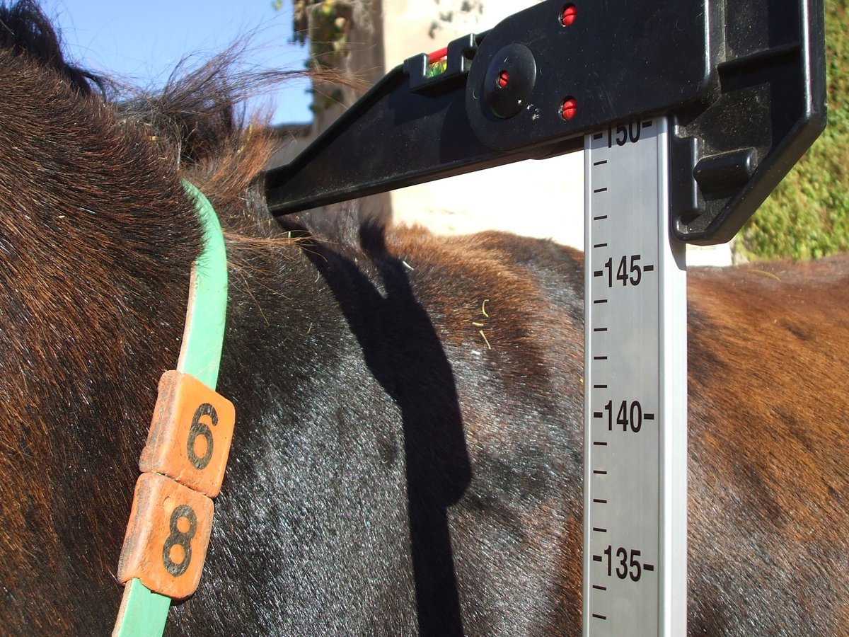 Donkey Stallion 15 years 14,3 hh Black in BERGA, BARCELONA