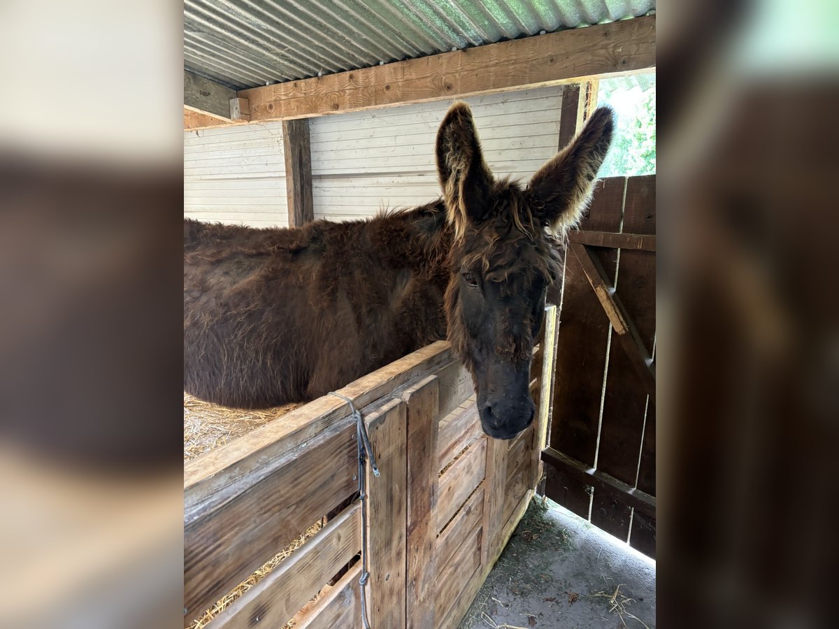 Donkey Stallion 19 years 12,1 hh Smoky-Black in Manthelan