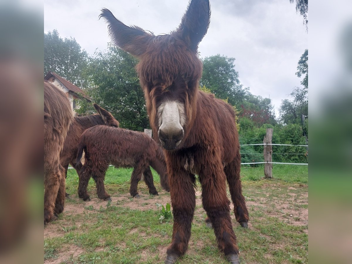 Donkey Stallion 1 year 13,1 hh Brown in Svarov