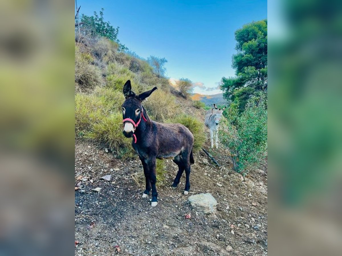 Donkey Mix Stallion 2 years 11,2 hh Bay-Dark in MalagaMalaga