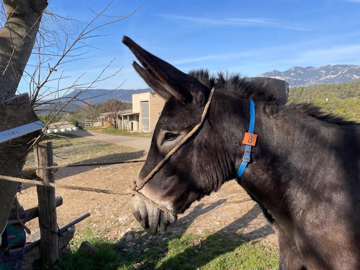 Donkey Stallion 2 years 14,1 hh Black in BERGA, BARCELONA