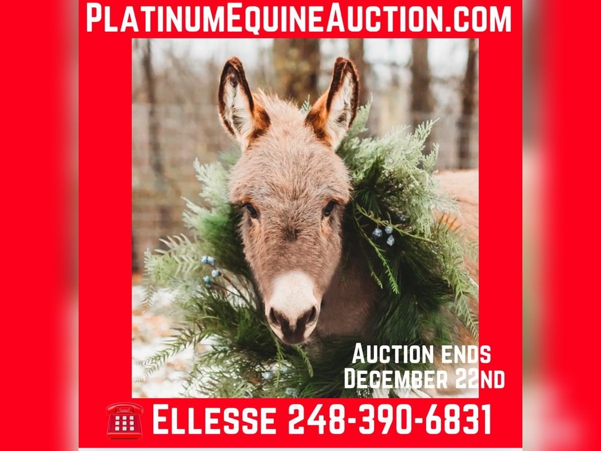 Donkey Stallion 2 years 6,1 hh Grey in Howell, MI