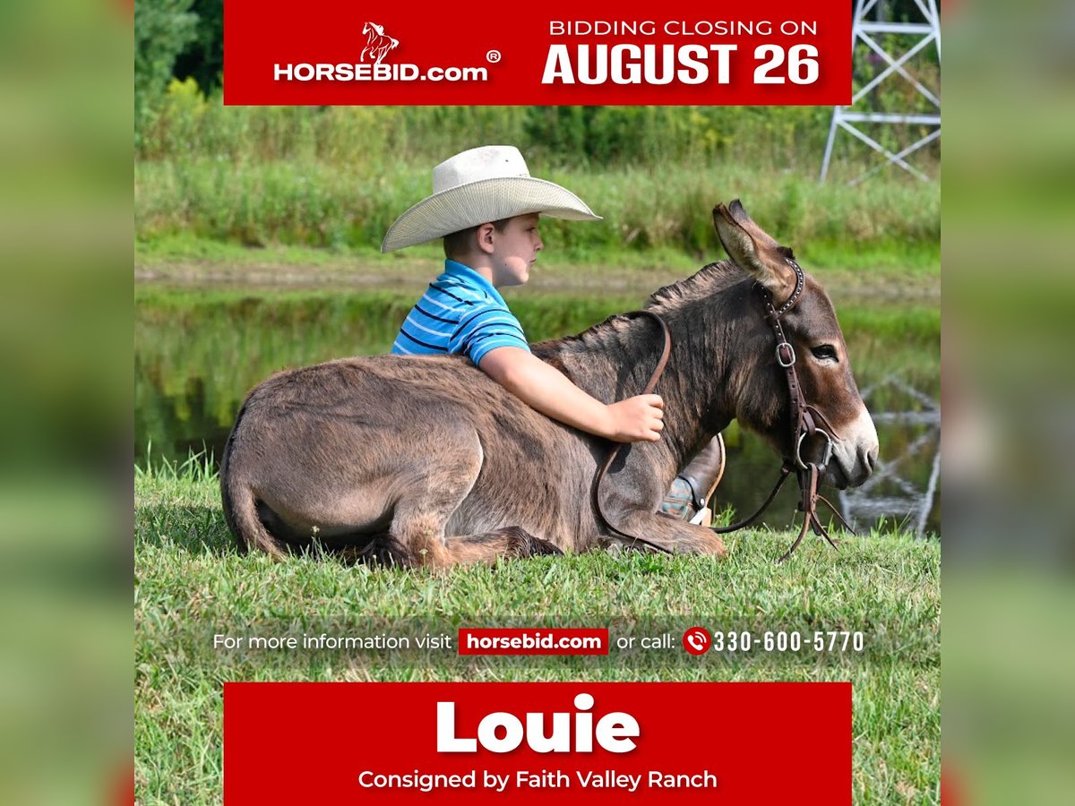 Donkey Stallion 2 years 8,2 hh Gray in Fresno