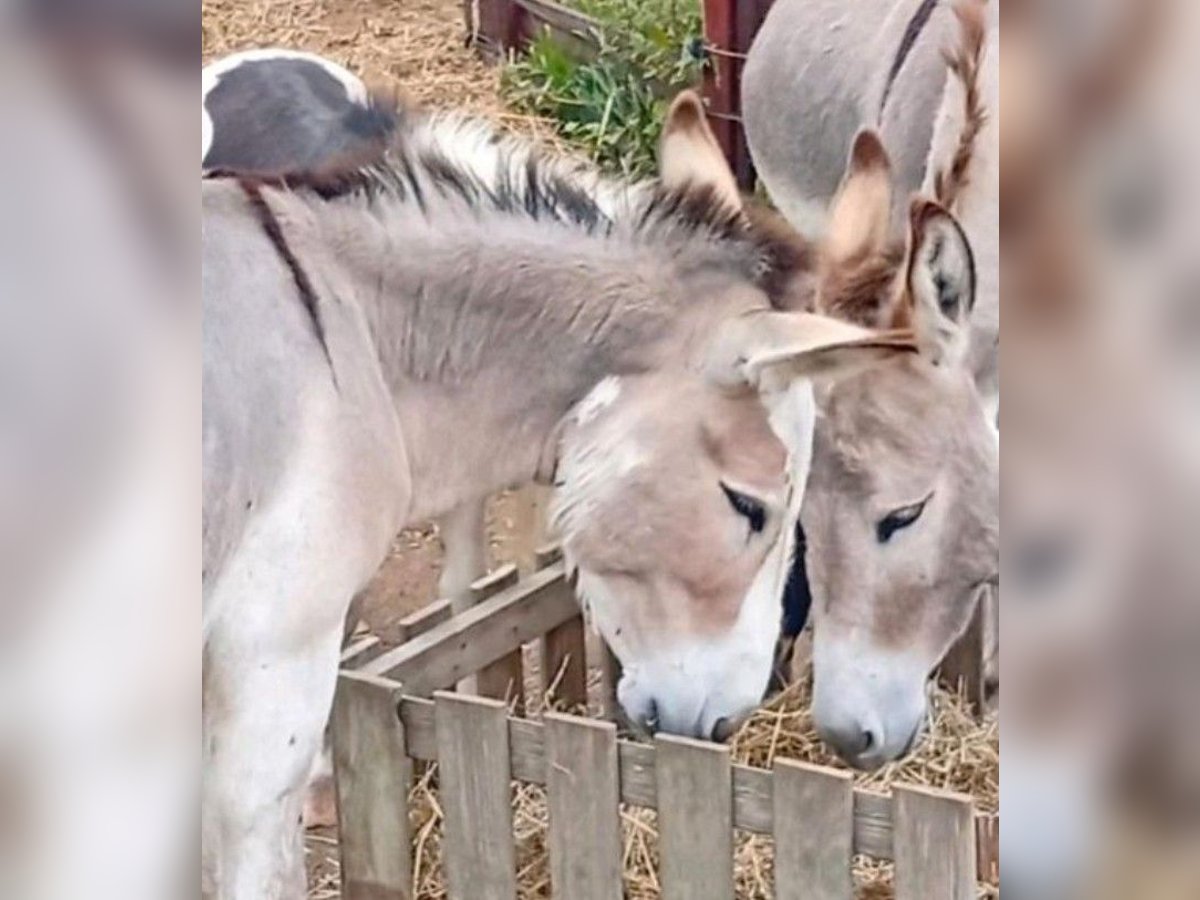 Donkey Stallion 3 years 10 hh Pinto in S&#xFC;sel