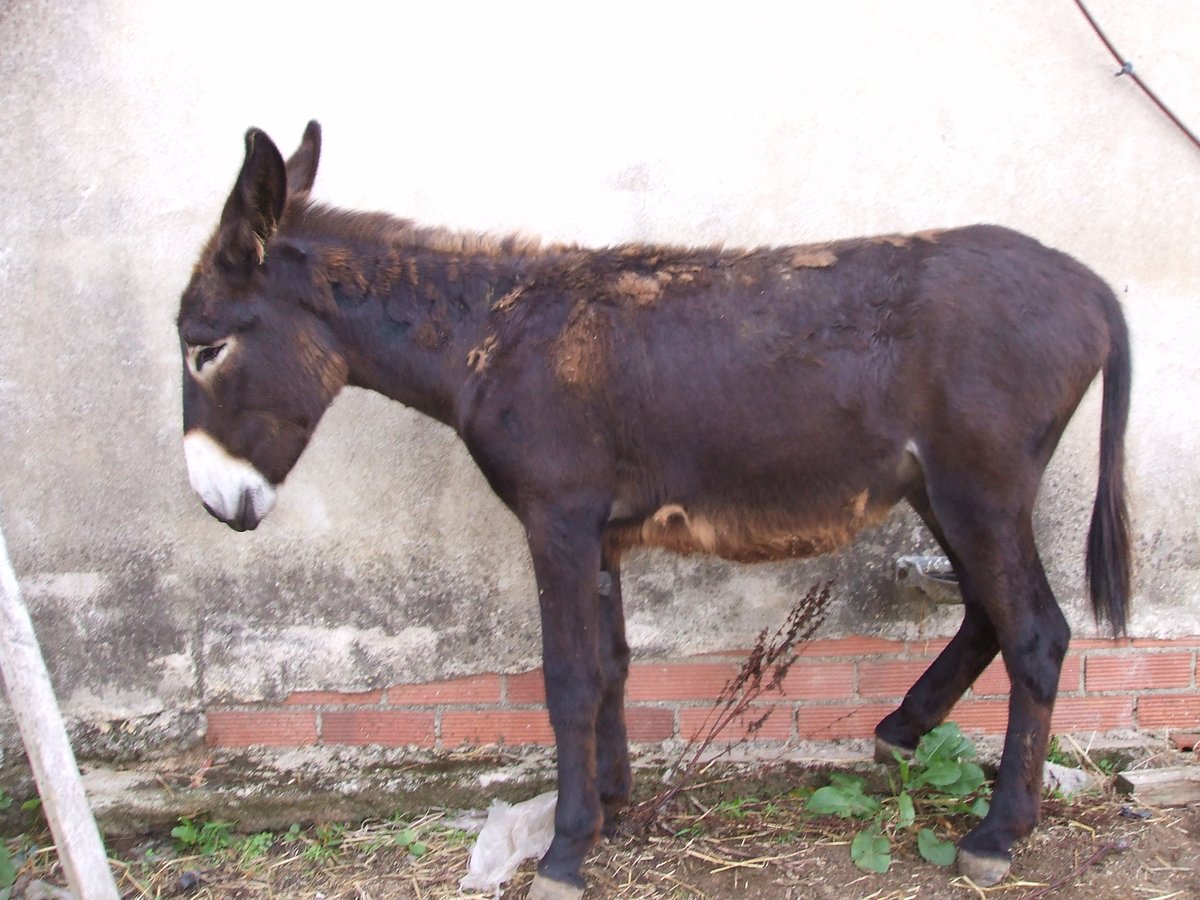 Donkey Stallion 3 years 13,1 hh Black in BERGA, BARCELONA