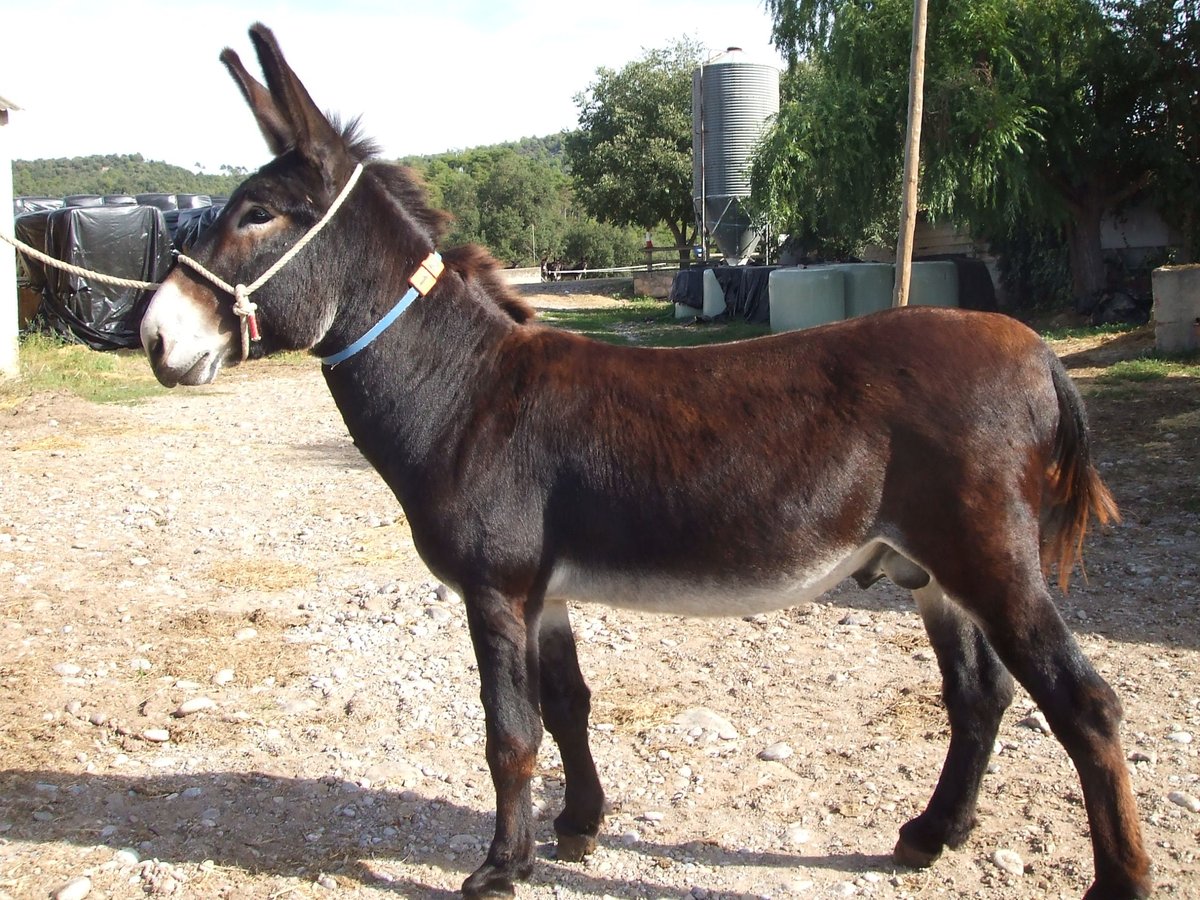 Donkey Stallion 3 years 13,2 hh Black in Berga, Barcelona
