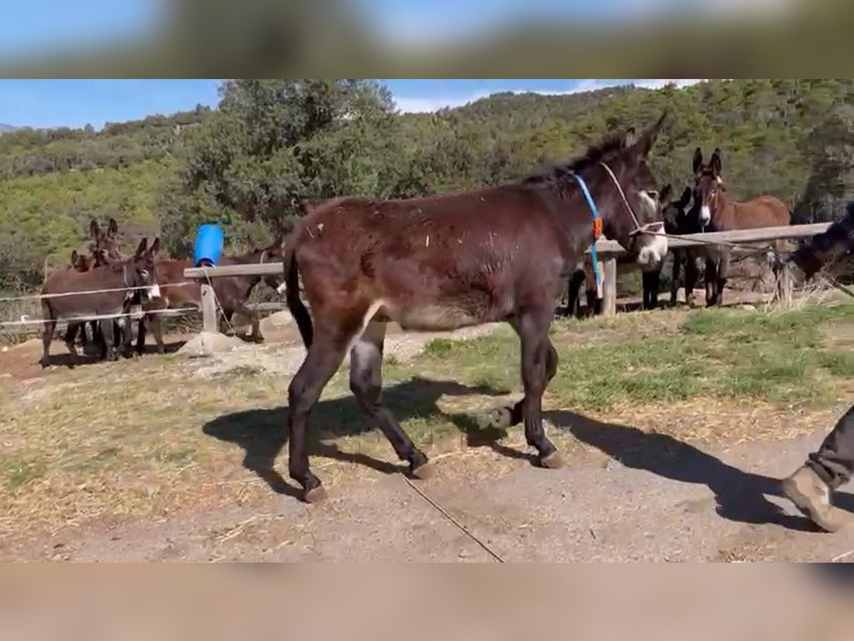 Donkey Stallion 3 years 14,1 hh Black in BERGA, BARCELONA