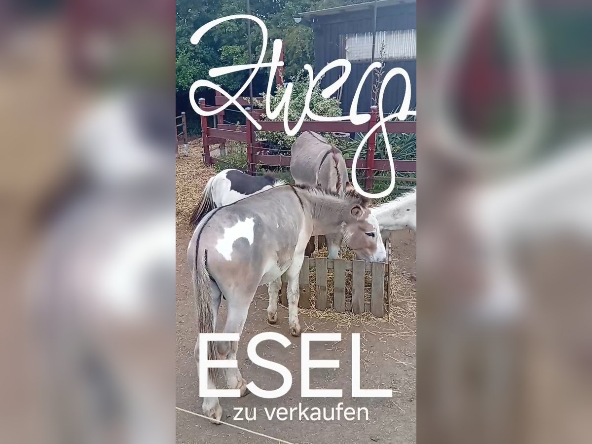Donkey Stallion 3 years Pinto in S&#xFC;sel