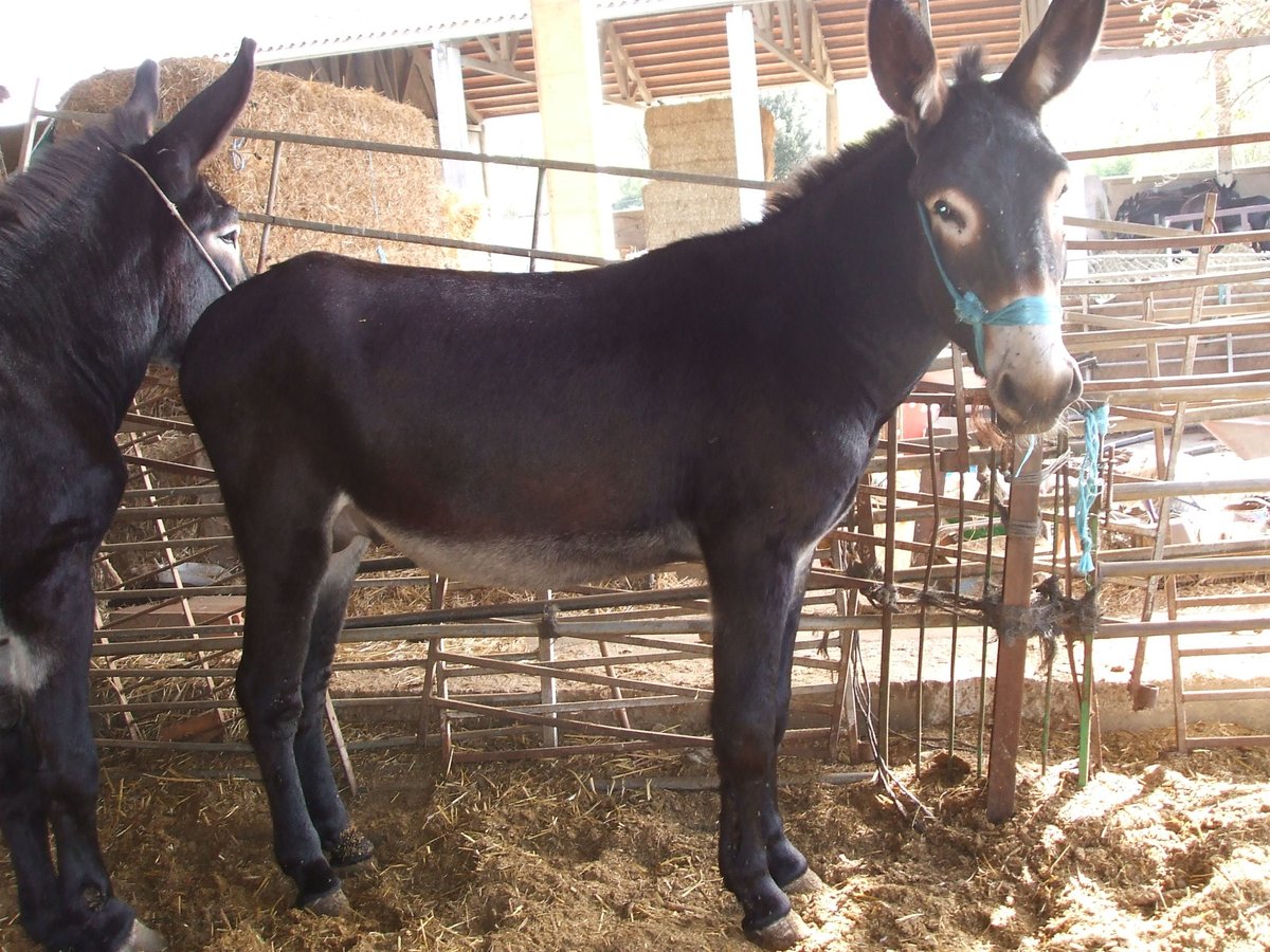 Donkey Stallion 4 years 13,2 hh Black in BERGA, BARCELONA