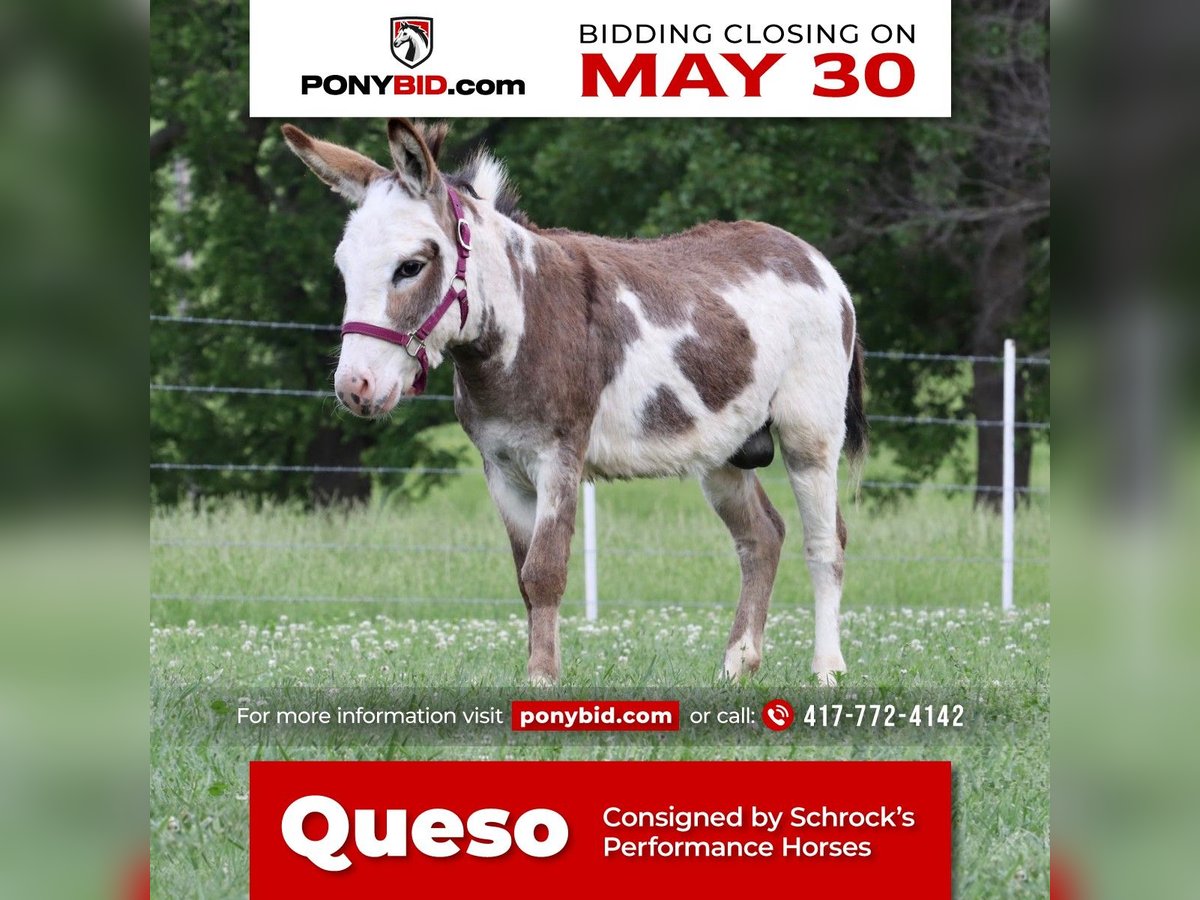 Donkey Stallion 4 years 8,1 hh Gray in Purdy, MO