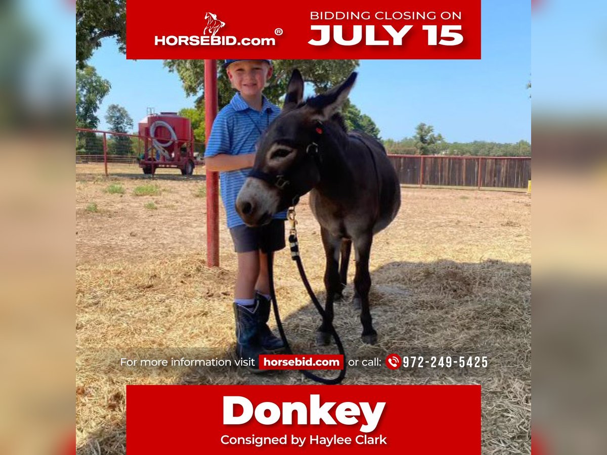 Donkey Stallion 5 years 8 hh Gray in Grand Saline