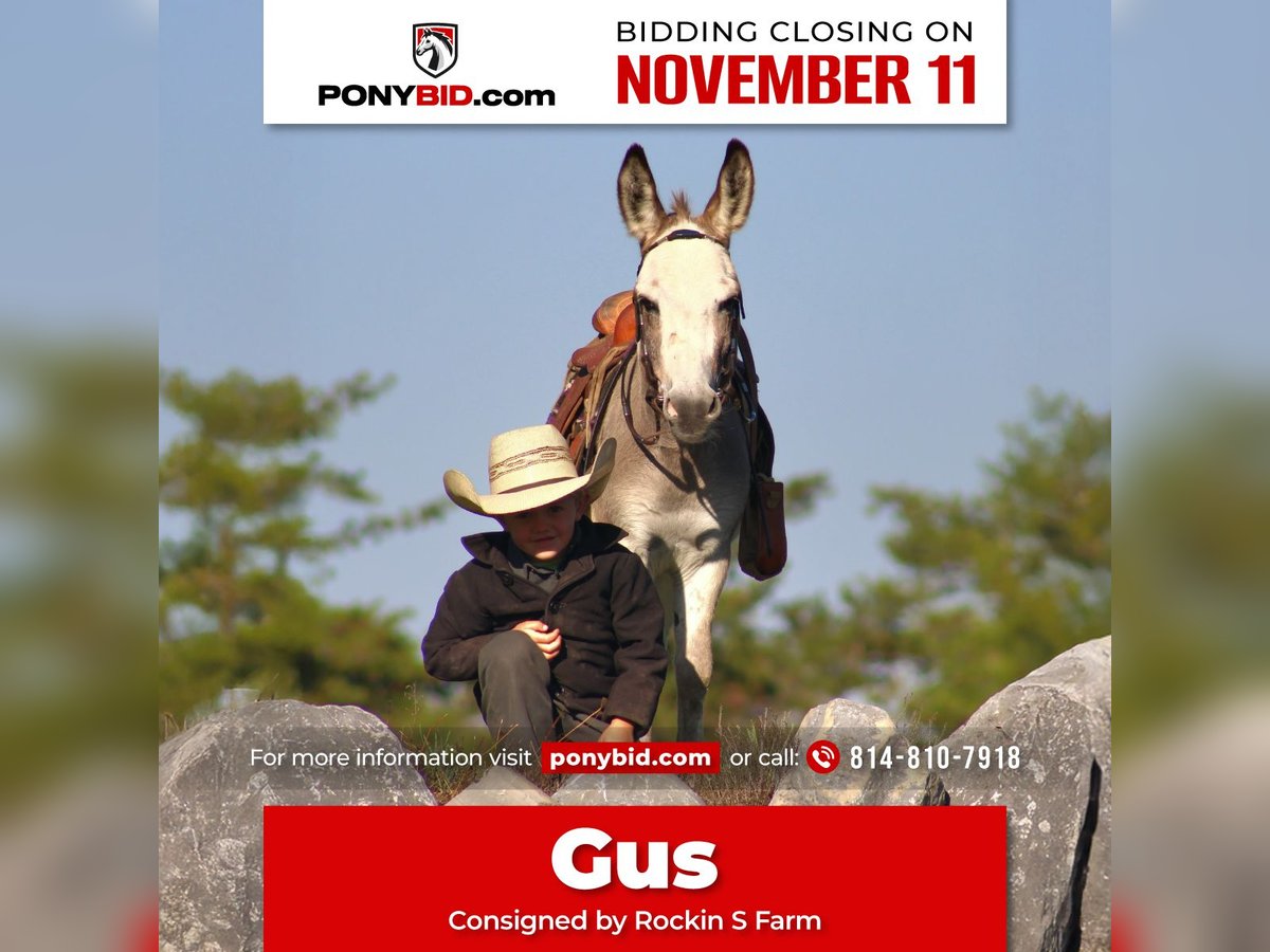 Donkey Stallion 6 years 8 hh Grey in Rebersburg