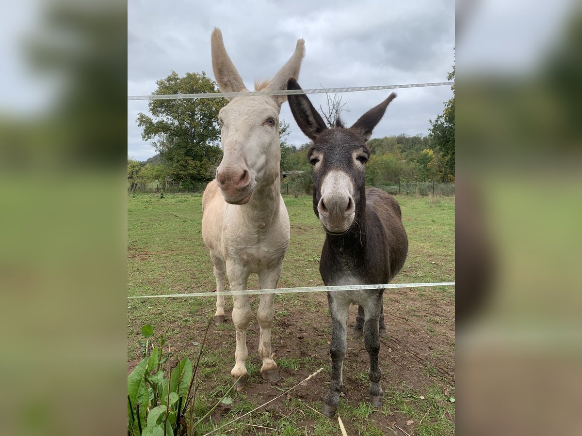 Donkey Mix Stallion 7 years 11,2 hh Cremello in Wettin