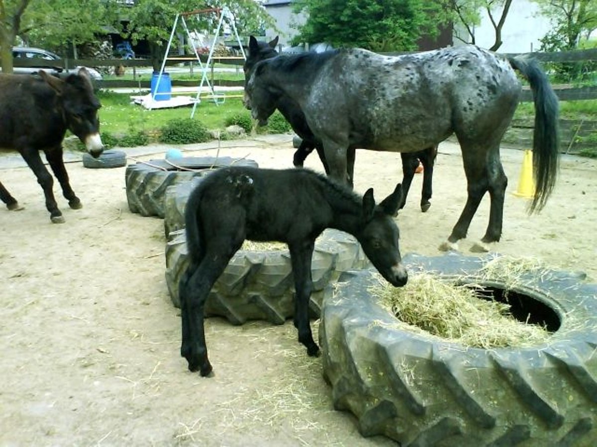 Donkey Stallion Bay-Dark in Gie&#xDF;en