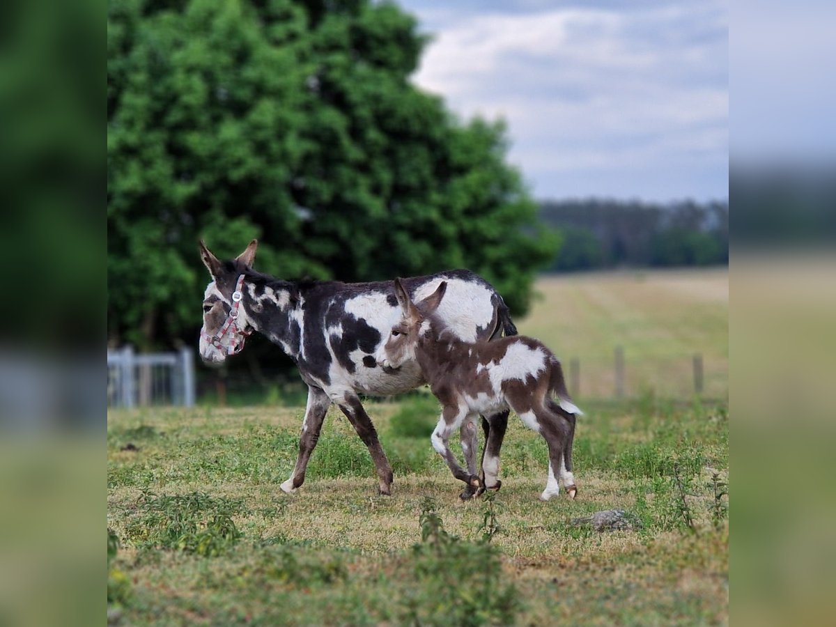 Donkey Stallion Foal (05/2025) 10,1 hh Pinto in G&#xF6;rzke