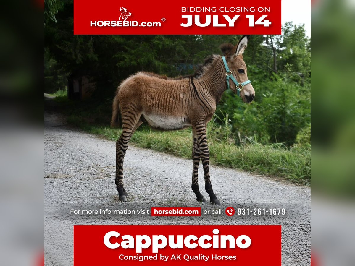 Donkey Mix Stallion  8,2 hh in Sparta, TN