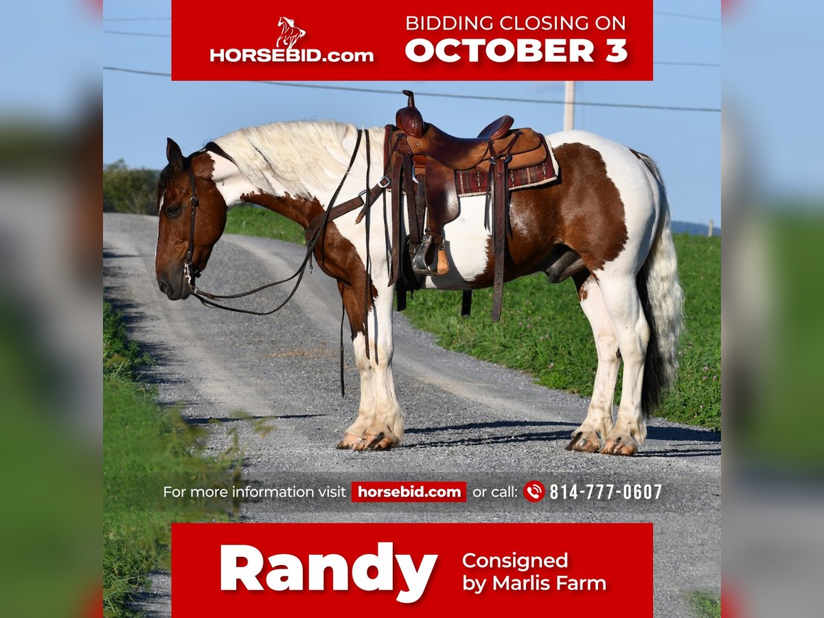 Draft Horse Mix Castrone 10 Anni 157 cm in Rebersburg, PA