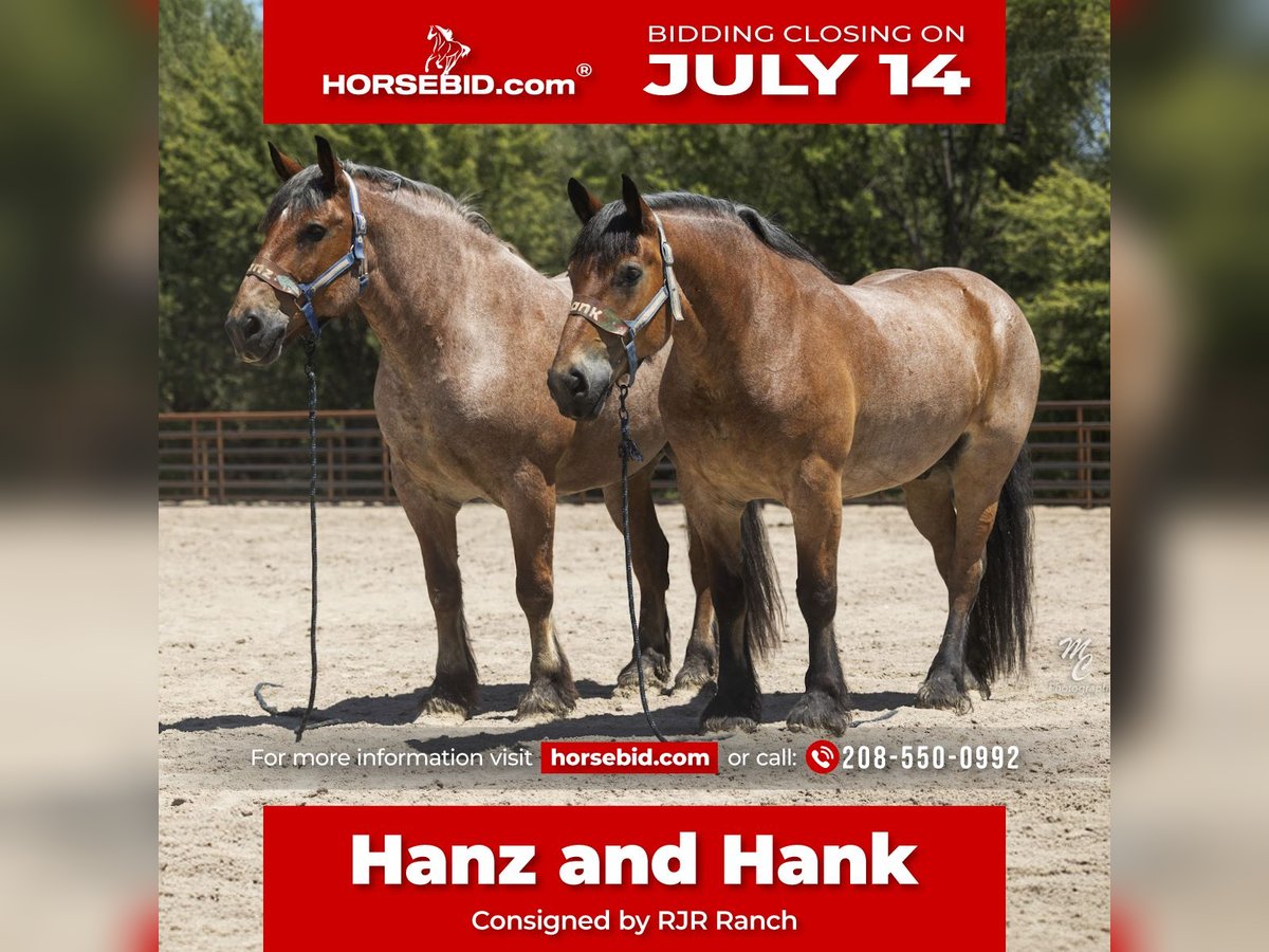 Draft Horse Castrone 10 Anni 173 cm Baio roano in New Plymouth, ID