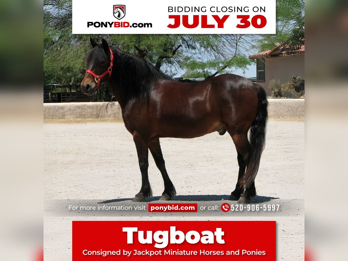 Draft Horse Castrone 11 Anni 130 cm Baio ciliegia in Marana, AZ