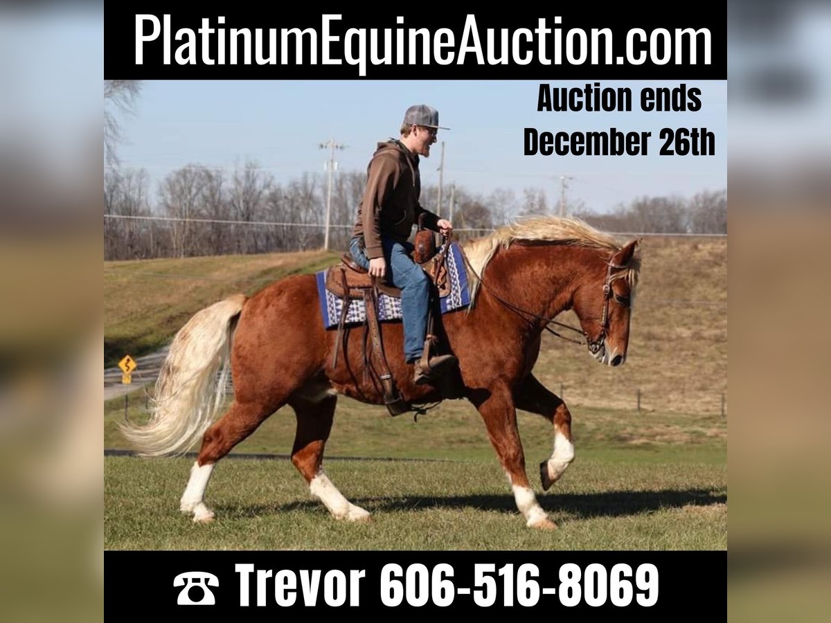 Draft Horse Castrone 11 Anni 160 cm Sauro ciliegia in Parkers Lake, KY