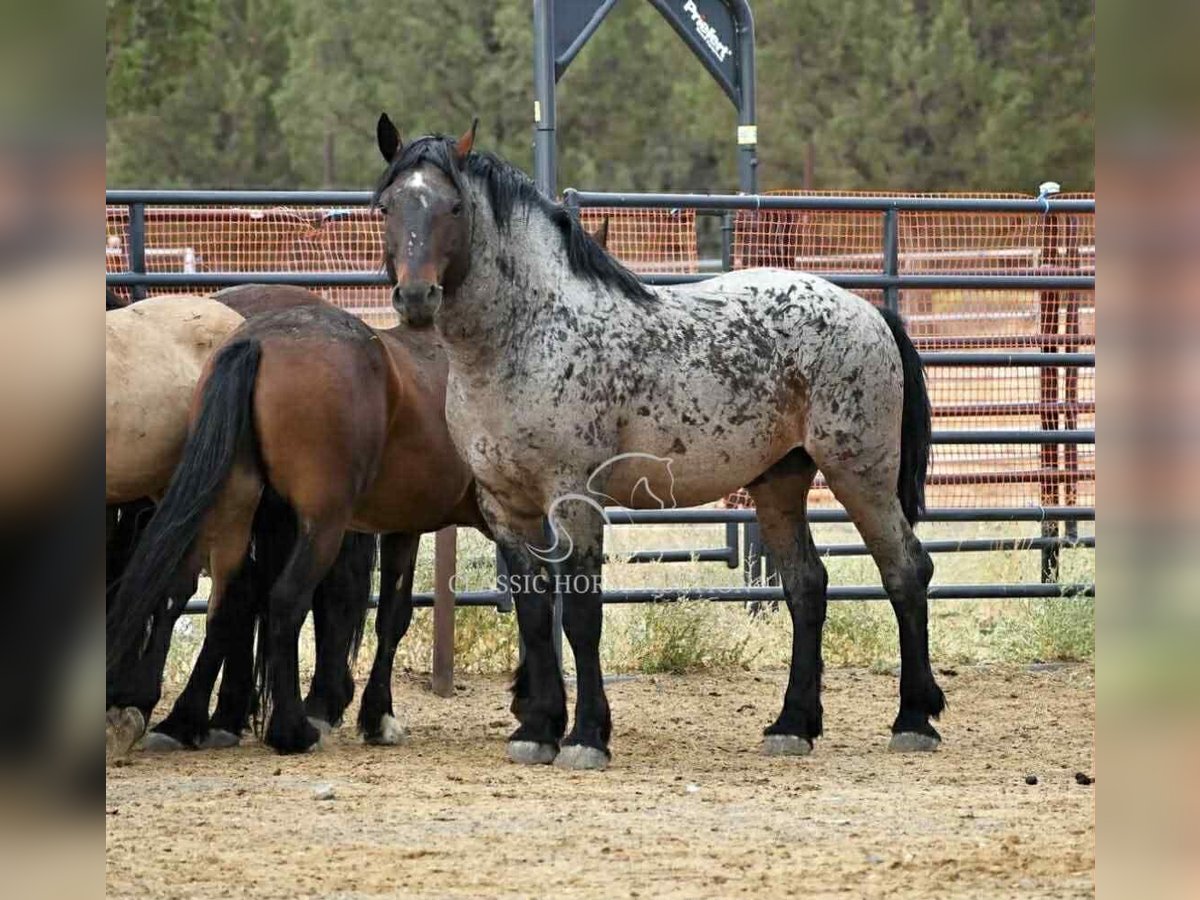 Draft Horse Castrone 11 Anni 163 cm Baio ciliegia in Republic, MO