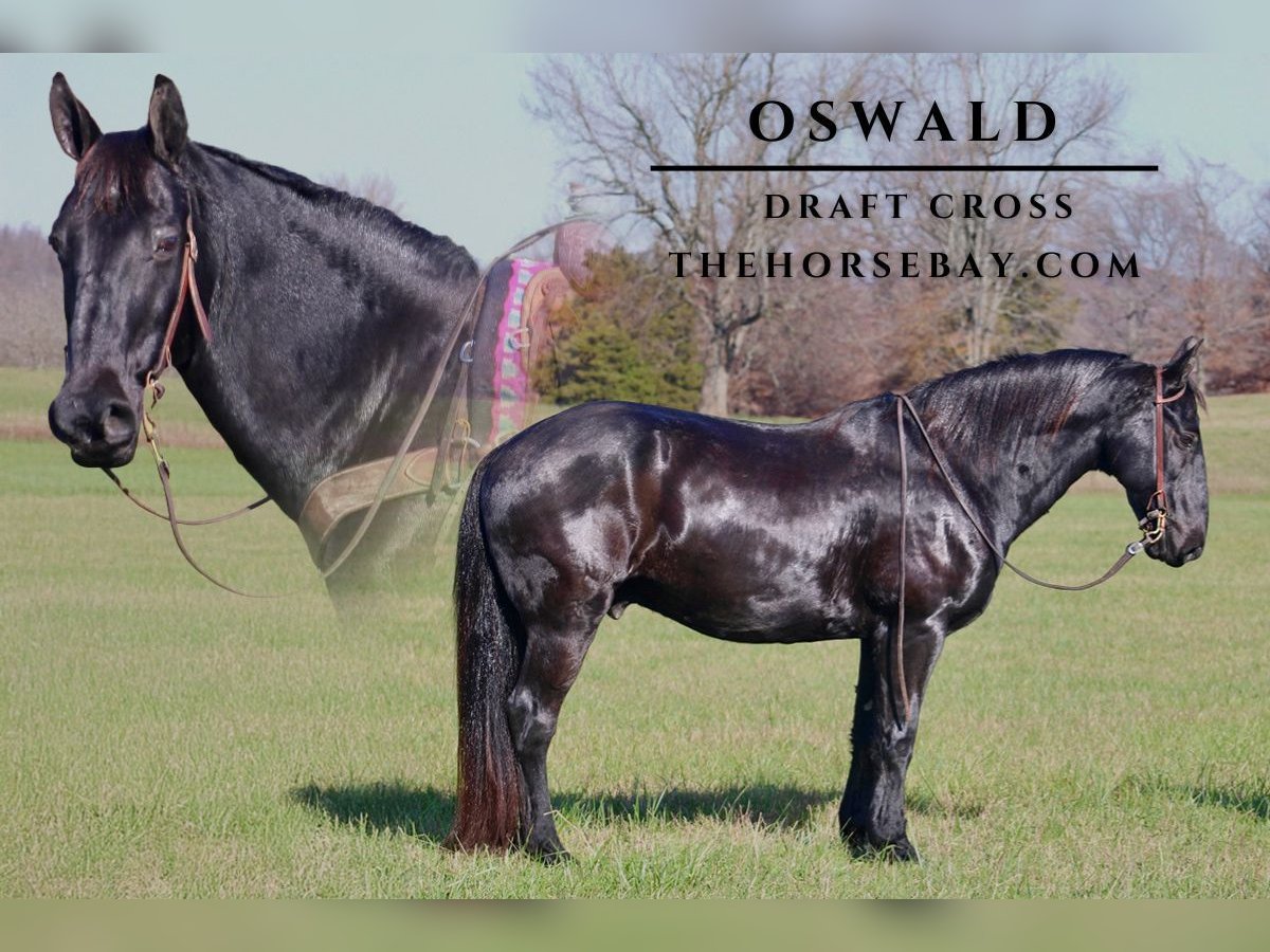 Draft Horse Mix Castrone 11 Anni 163 cm Morello in Tompkinsville, KY