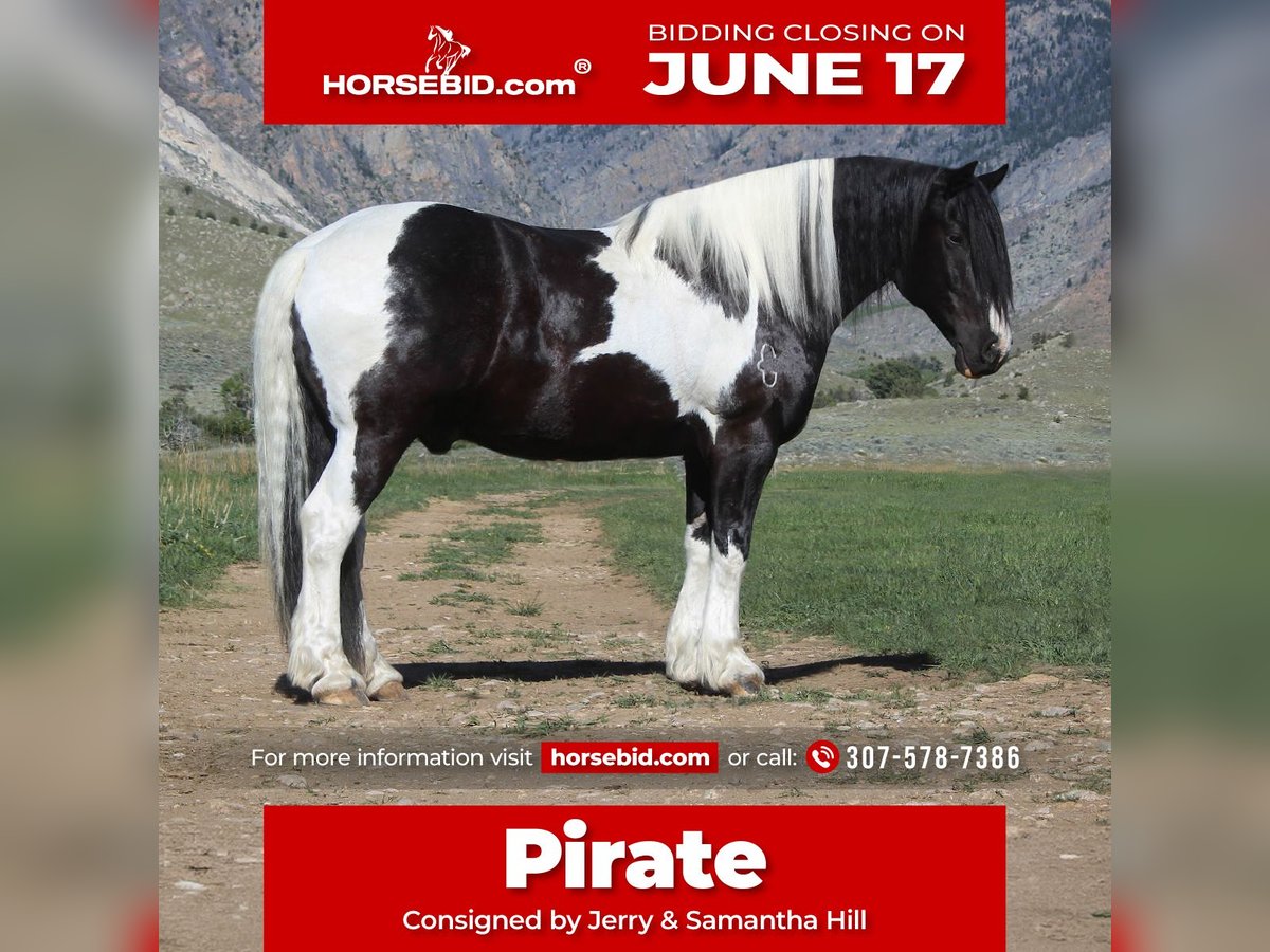 Draft Horse Mix Castrone 11 Anni 170 cm Tobiano-tutti i colori in Powell, WY