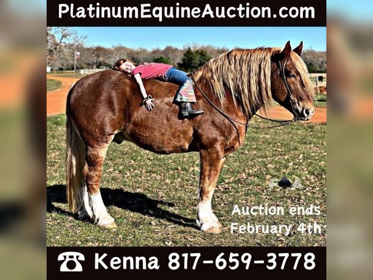 Draft Horse Castrone 11 Anni 178 cm Sauro ciliegia in Breckenridge TX