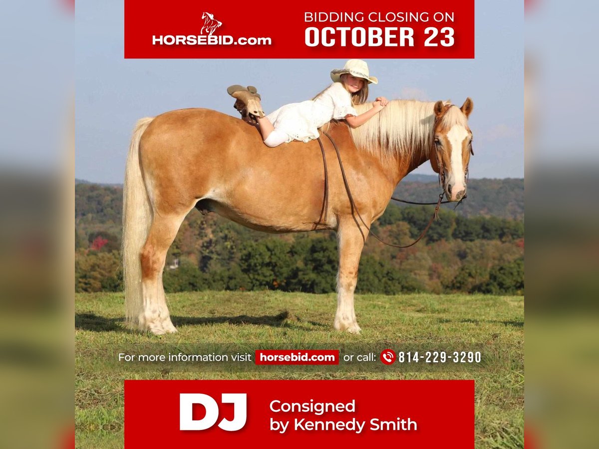 Draft Horse Mix Castrone 13 Anni 157 cm Sauro ciliegia in Brookville