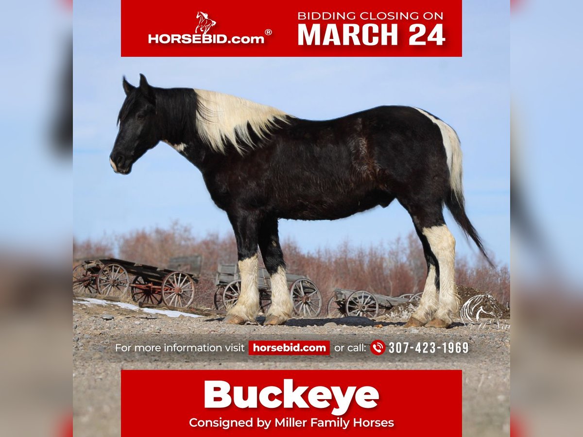 Draft Horse Mix Castrone 13 Anni 163 cm Tobiano-tutti i colori in Ranchester, WY