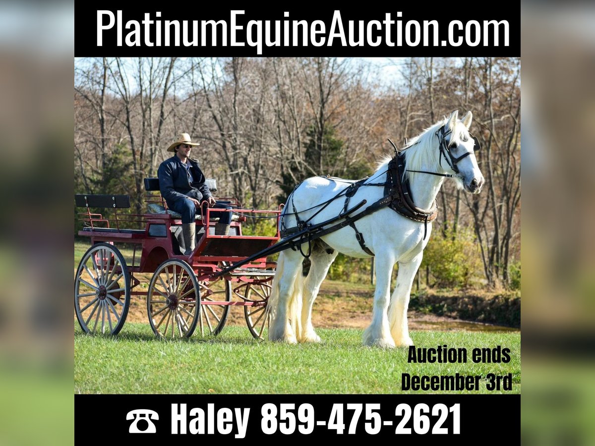 Draft Horse Castrone 13 Anni 183 cm Bianco in Ewing KY