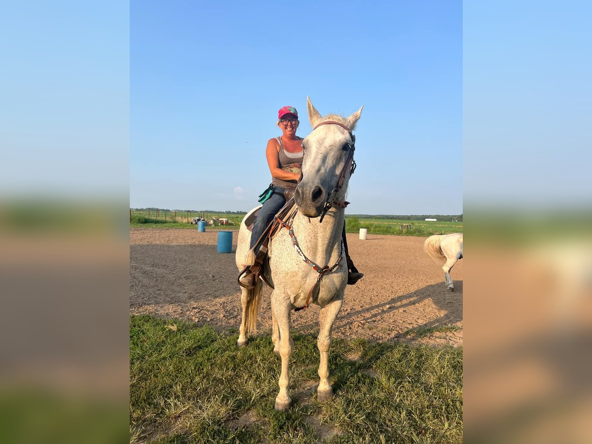 Draft Horse Mix Castrone 14 Anni 163 cm Grigio trotinato in Windsor