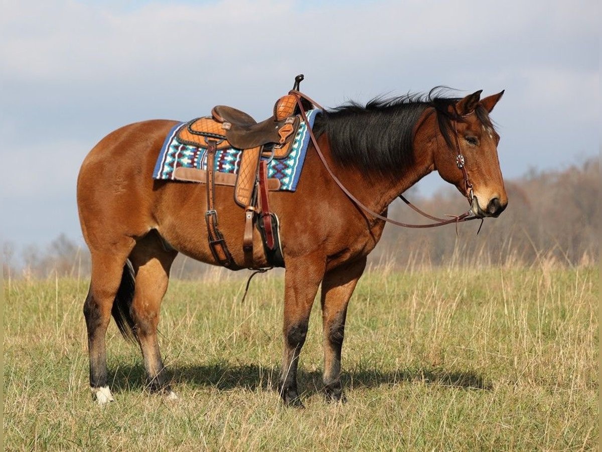 Draft Horse Castrone 17 Anni 160 cm Baio ciliegia in MOunt Vernon KY