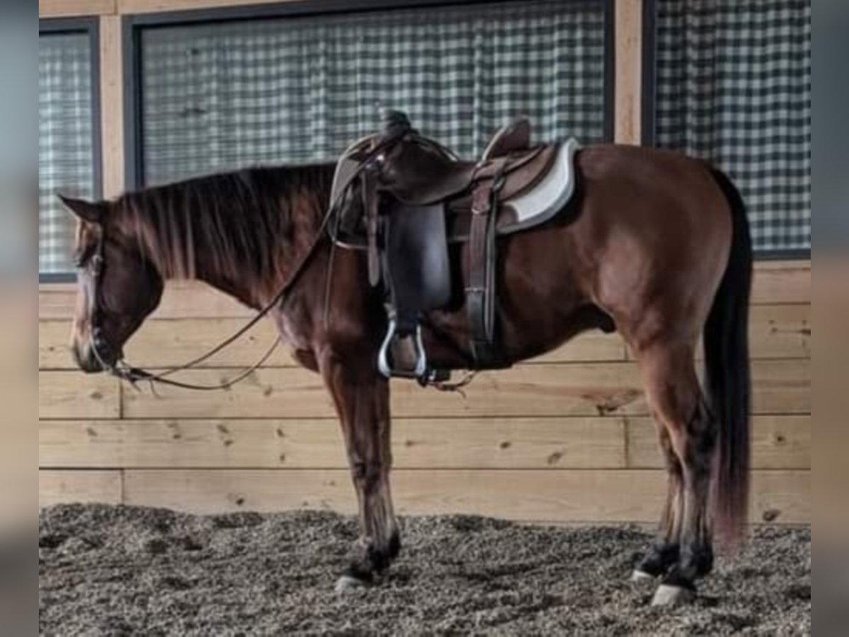 Draft Horse Castrone 22 Anni 163 cm Tobiano-tutti i colori in walkerton IN